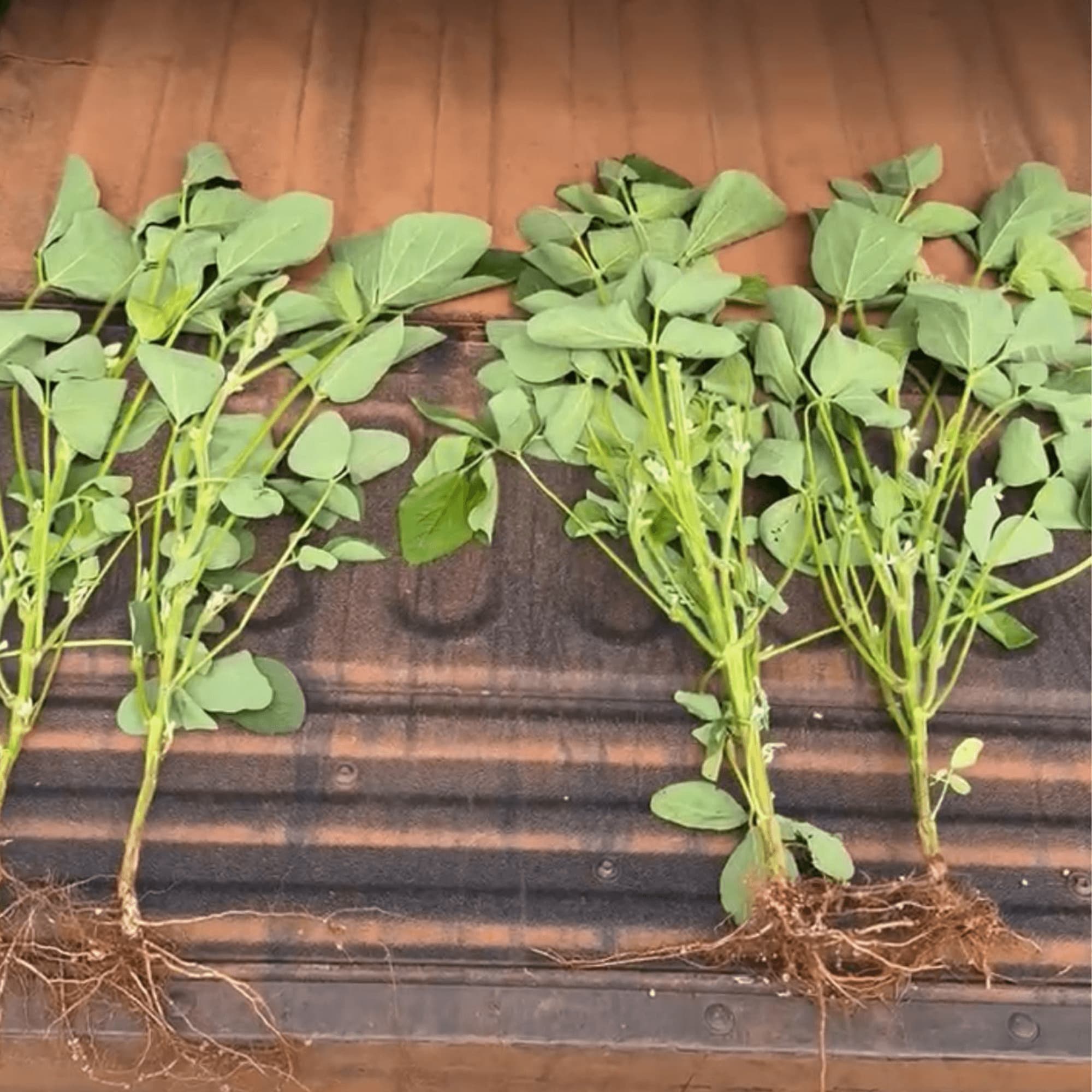 Análise de Solo Pride Solos